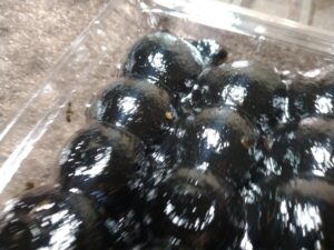 ごまだんご（木内製菓）